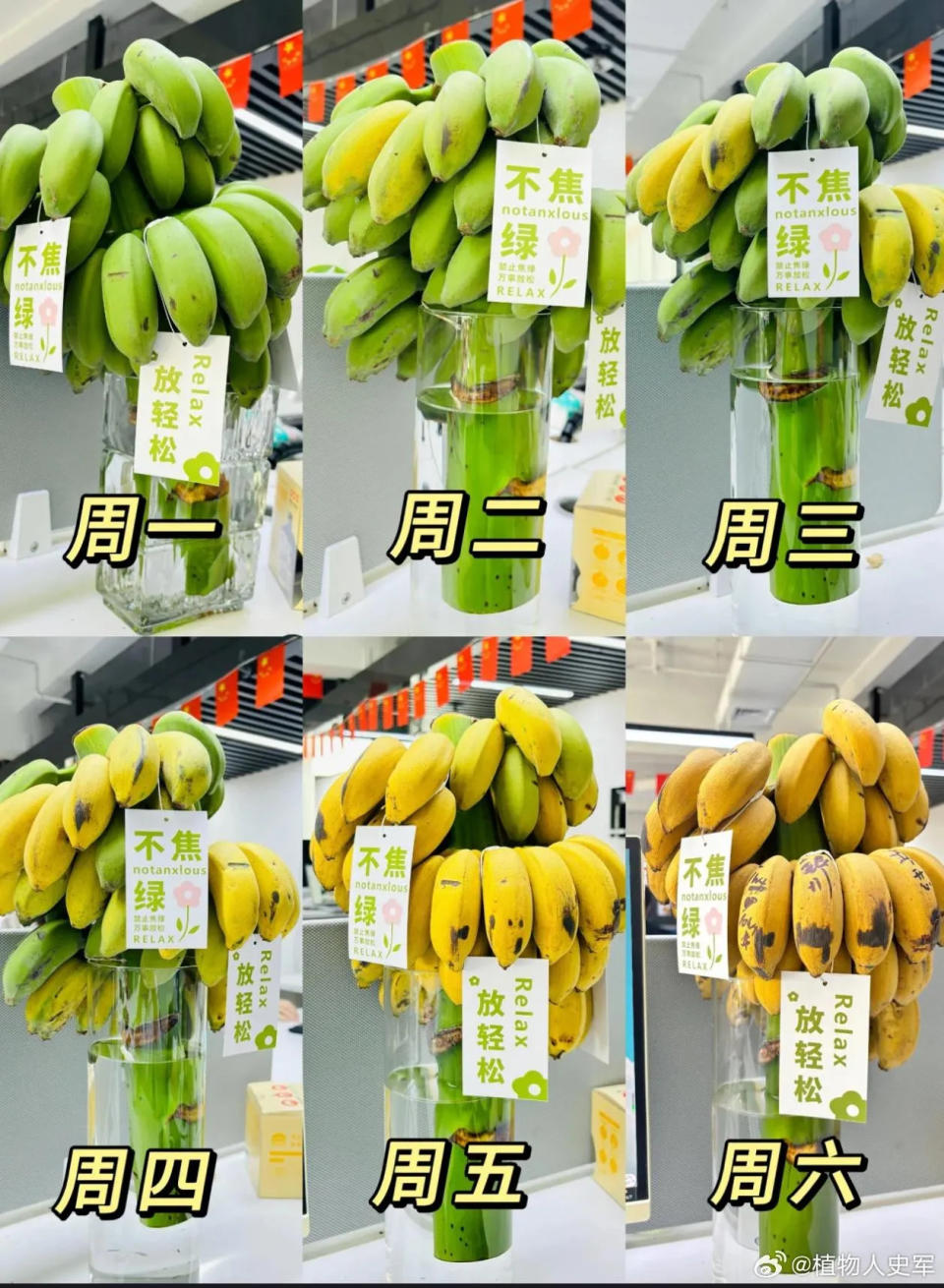 <strong>水培香蕉放約一週就會成熟變黃（圖／翻攝微博）</strong>