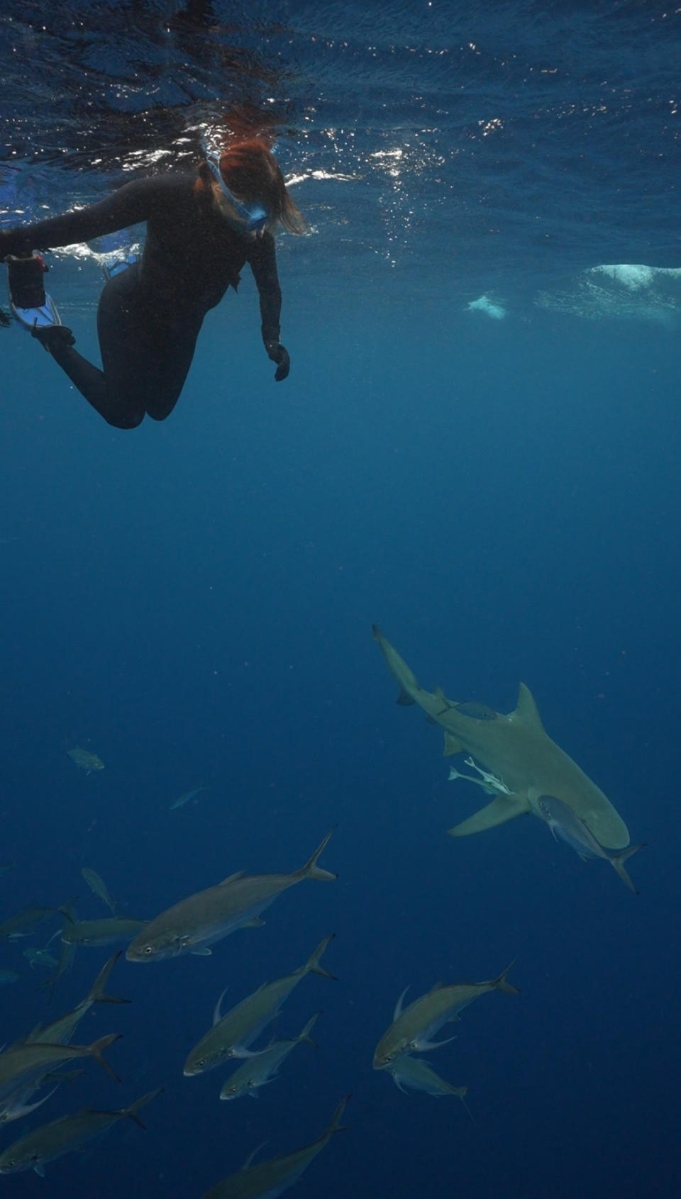 A person swims with a shark and several smaller fish