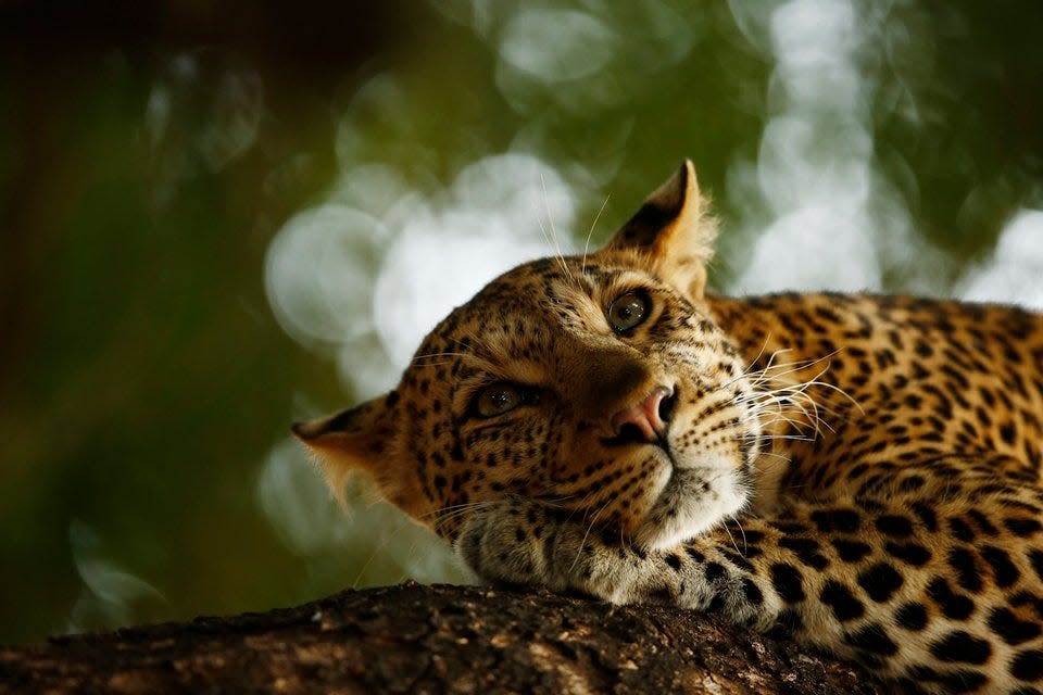 "Lounging Leopard" by Skye Meaker. A leopard lies down.