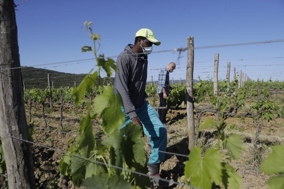 Sales Godge,of Burkina Faso, left, and Agronomist Vittorio Stringari inspect a grapevine at the Nardi vineyard in Casal Del Bosco, Italy, Thursday, May 27, 2021. It is a long way, and a risky one. But for this group of migrants at least it was worth the effort. They come from Ghana, Togo, Sierra Leone, Pakistan, Guinea Bissau, among other countries. They all crossed the Sahara desert, then from Libya the perilous Mediterranean Sea until they reached Italian shores, now they find hope working in the vineyards of Tuscany to make the renown Brunello wine. (AP Photo/Gregorio Borgia)