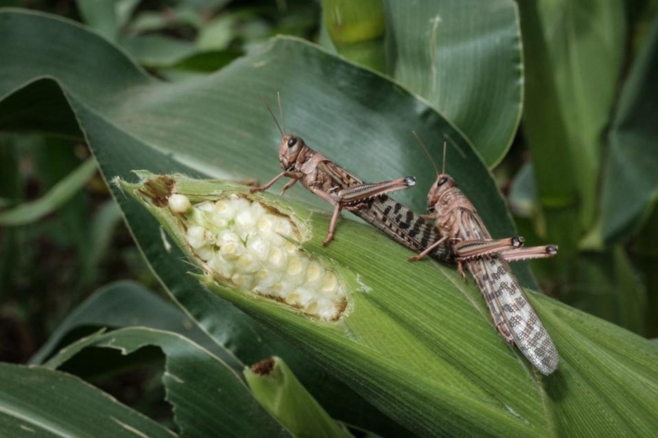 <span>Desert locusts feed on corn in a field in Meru, central Kenya.</span> <span><span>Yasuyoshi Chiba/AFP</span></span>