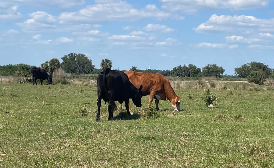 Cows graze on a patch of grass within the future 3H Ranch site. The development will consist of 2,700 acres that currently consist of pasture and open space.