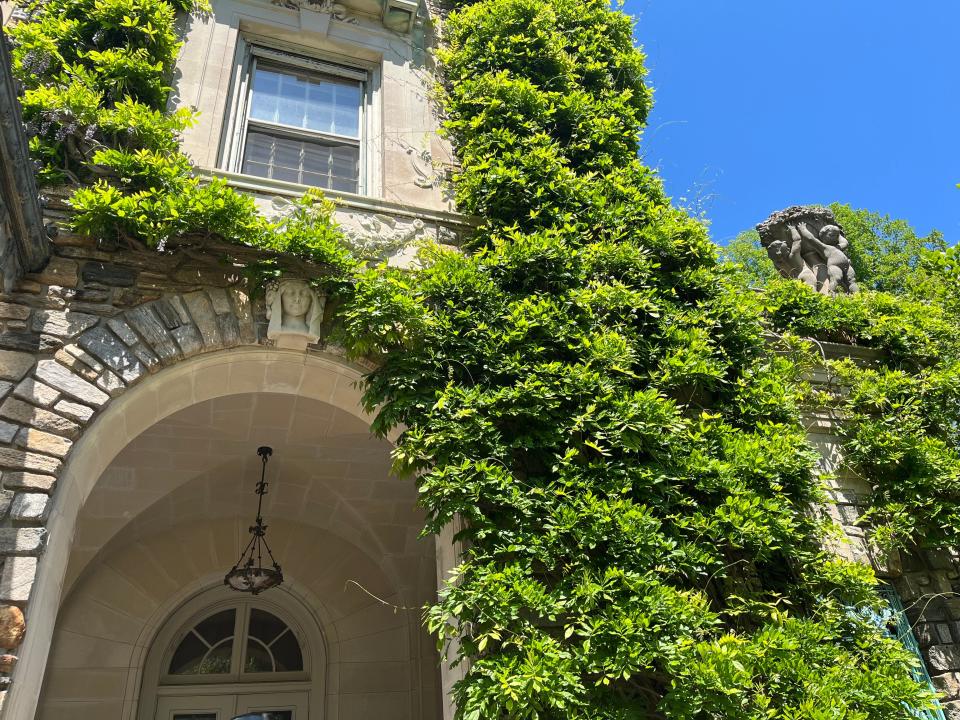 Wisteria growing at Kykuit.