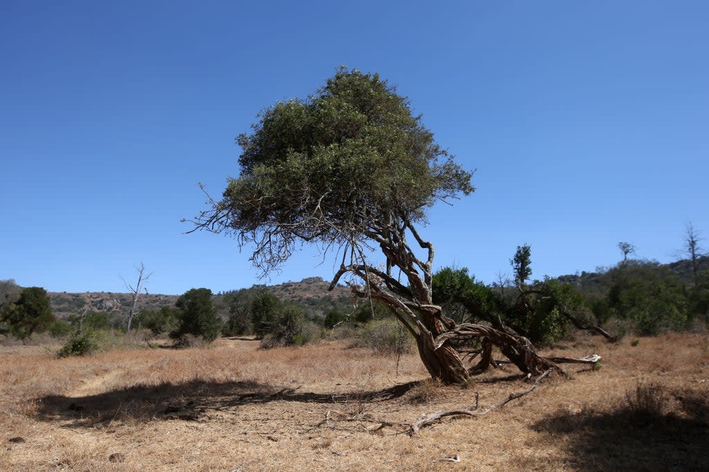 The funding will go to initiatives aimed at restoring land in Africa (Andrew Milligan/PA) (PA Archive)