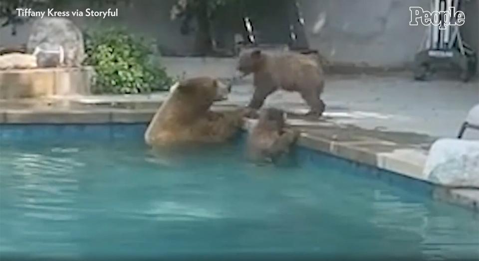 bears in pool