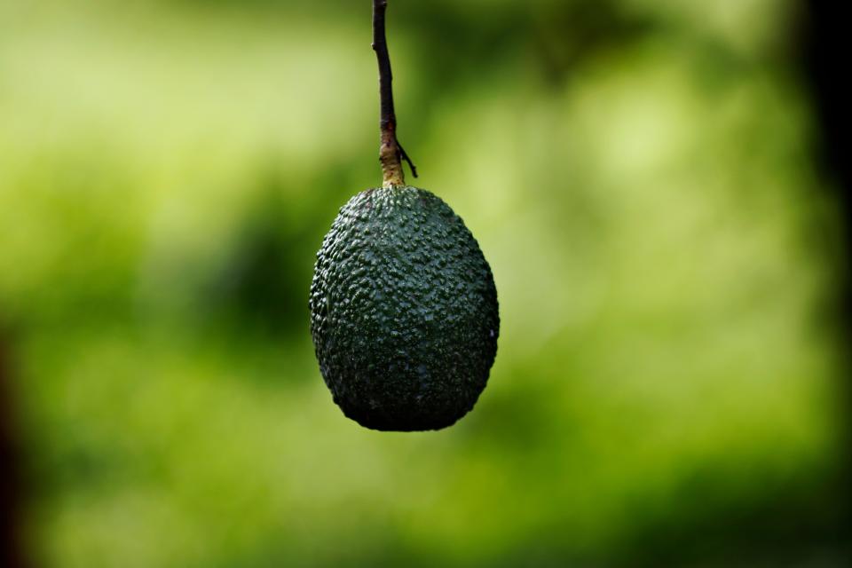 This is, in fact, an avocado from Mexico. The country supplies about 43 percent of world avocado exports.