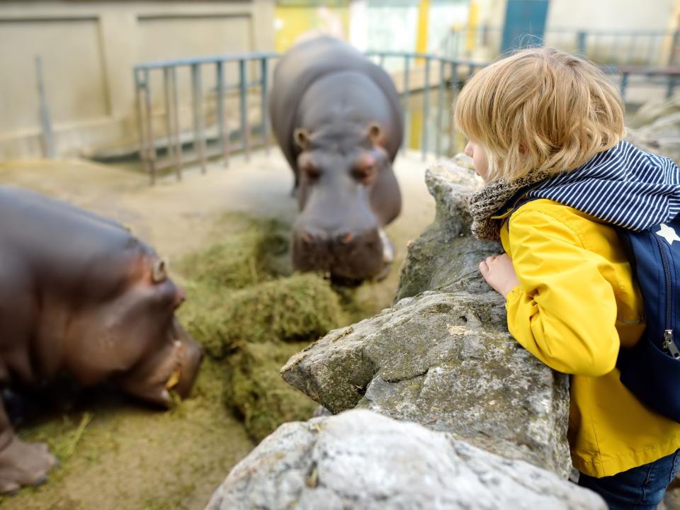 A child leans over rocks as hippopotamuses are being fed in a zoo