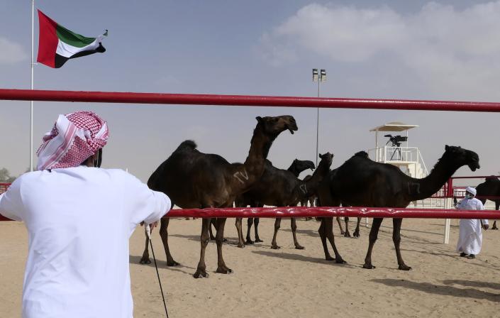An Emirati spectator watches camels at Al Dhafra Festival in Liwa desert area 120 kilometres (75 miles) southwest of Abu Dhabi, United Arab Emirates, Wednesday, Dec. 22, 2021. Tens of thousands of camels from across the region have descended on the desert of the United Arab Emirates to compete for the title of most beautiful. (AP Photo/Isabel DeBre)