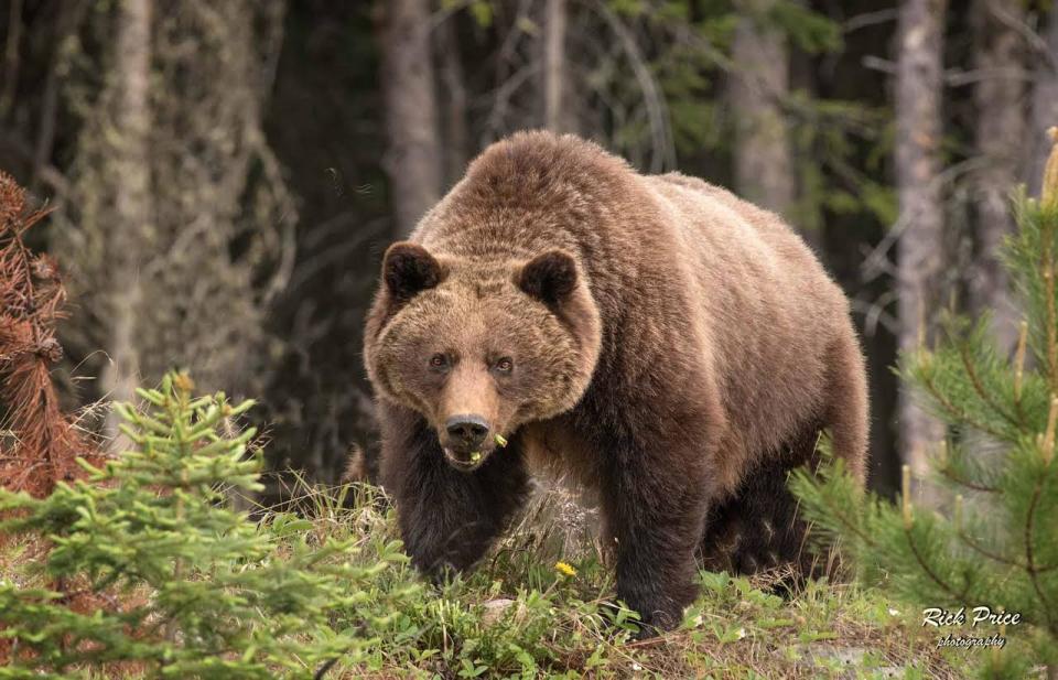 Parks Canada received an alert from a GPS device in the Red Deer River Valley on Friday night, indicating a bear attack. (Rick Price Photography - image credit)
