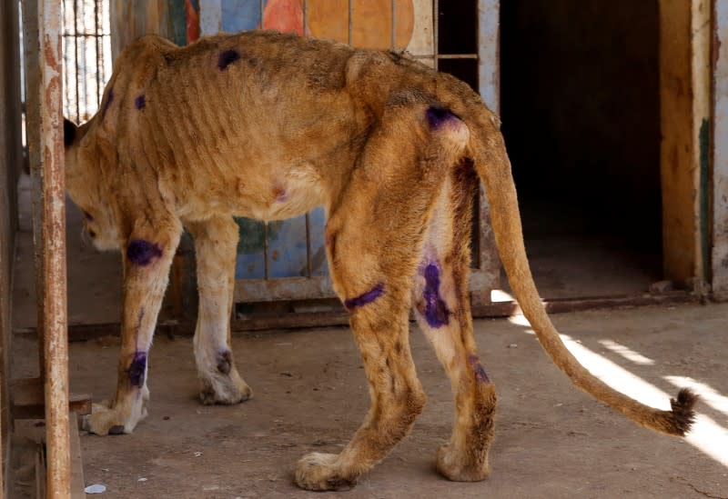 A malnourished lion stands inside its cage at the Al-Qureshi Park in Khartoum