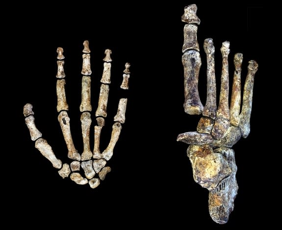 The hands and feet of the extinct human species <em>Homo naledi</em> were uniquely shaped for both walking and climbing trees.