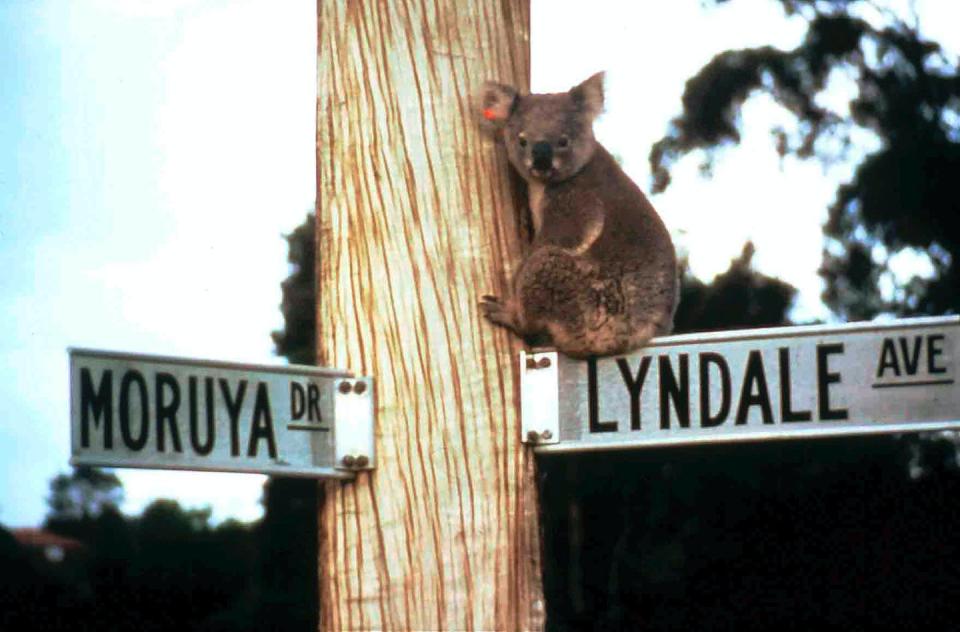 koala sits on street sign