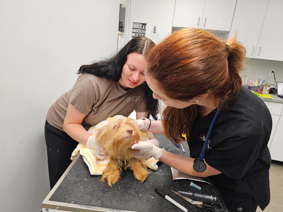 The Brandywine Valley SPCA is caring for 35 dogs seized from Lewes home Aug. 8, 2023.