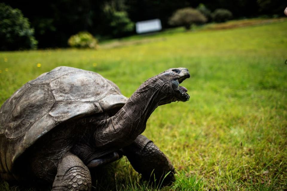 <div class="inline-image__caption"><p>Jonathan, a Seychelles giant tortoise, is 190 years old.</p></div> <div class="inline-image__credit">Gianluigi Guercia/AFP via Getty</div>