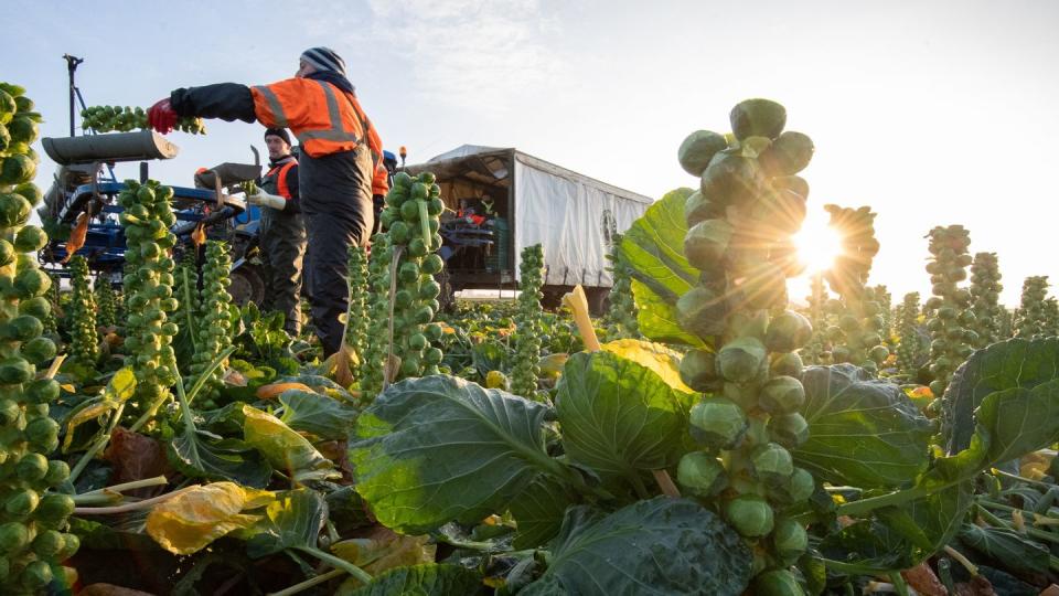 Landwirtschaftsarbeiter ernten Rosenkohl. Angesichts fehlender Helfer aus dem Ausland hatten Landwirte dieses Jahr versucht, Lücken mit Freiwilligen aus dem Inland zu füllen, etwa Studierende oder Menschen in Kurzarbeit.