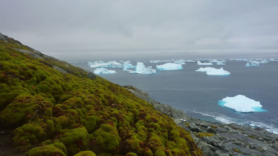 Vegetation growing on Green Island on the Antarctic Peninsula is warming much faster than the global average. -Matt Amesbury