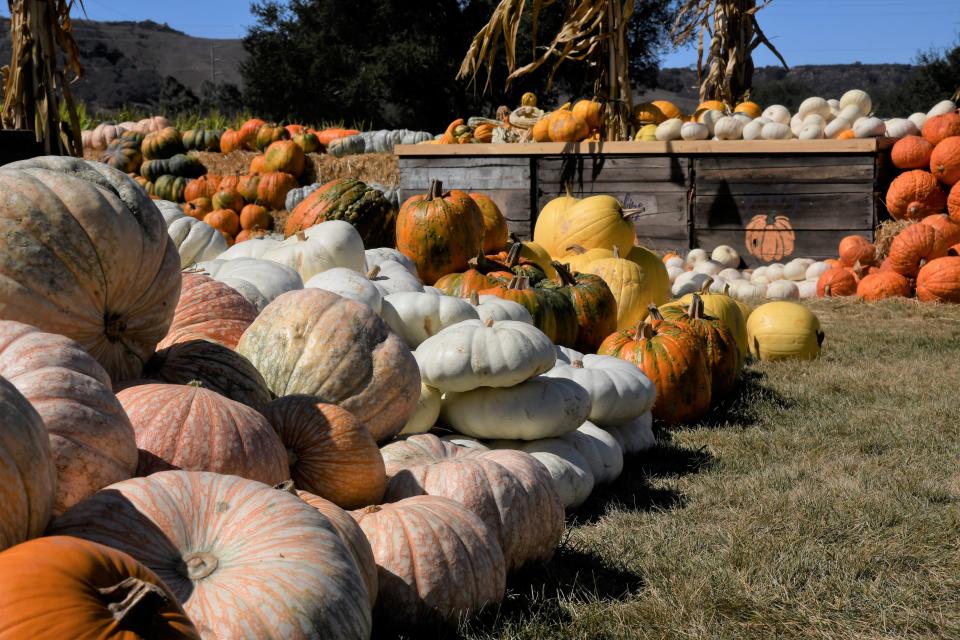 Pumpkins are on display at a pumpkin patch in Monterey County, Calif.