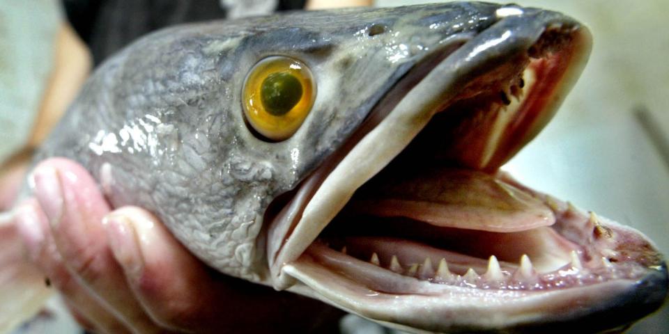 snakehead fish 