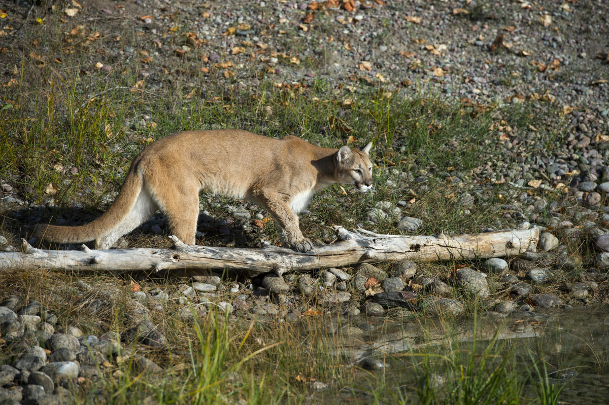 Cougar attacks 9-year-old girl in Washington