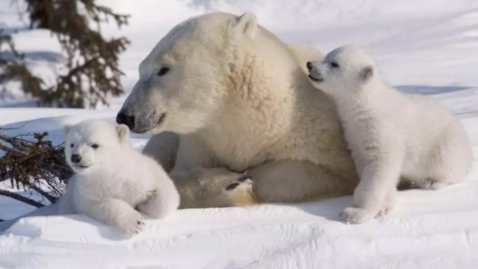 5% Off | Rovaniemi Day Tour | Ounasvaara Mountain & Ranua Zoo & Husky and Reindeer Farm visit from Rovaniemi city center. (Photo: KKday SG)