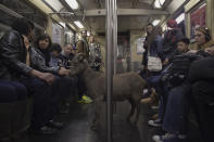 Cyrus Fakroddin (à gauche) et son bouc Cocoa dans le métro de New York le 7 avril 2012. Cocoa est un bouc alpin de 3 ans qui appartient à Cyrus, qui vit dans le New Jersey. Ils font souvent le trajet jusqu’à Manhattan pour profiter de la ville. Reuters