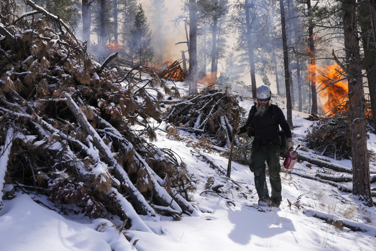 U.S. Forest Service ranger David Needham walks through a pile of burning tree debris during a controlled burn in Hatch Gulch on Wednesday, Feb. 23, 2022, near Deckers, Colo. In Colorado, climate change means snow is not always on the ground when needed so that crews can safely burn off debris piles and vegetation to help keep future wildfires from becoming catastrophic. (AP Photo/Brittany Peterson)