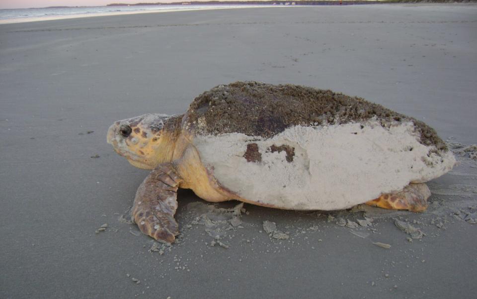 Hilton Head Island sea turtle