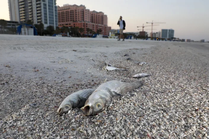 Dead fish lay at the high tide line on Clearwater Beach on Thursday, March 9, 2023, in Pinellas County, Fla. Florida's southwest coast experienced a flare-up of the toxic red tide algae this week, setting off concerns that it could continue to stick around for a while. The current bloom started in October. (Douglas R. Clifford/Tampa Bay Times via AP)