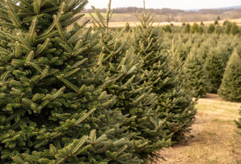 1) Fraser Fir