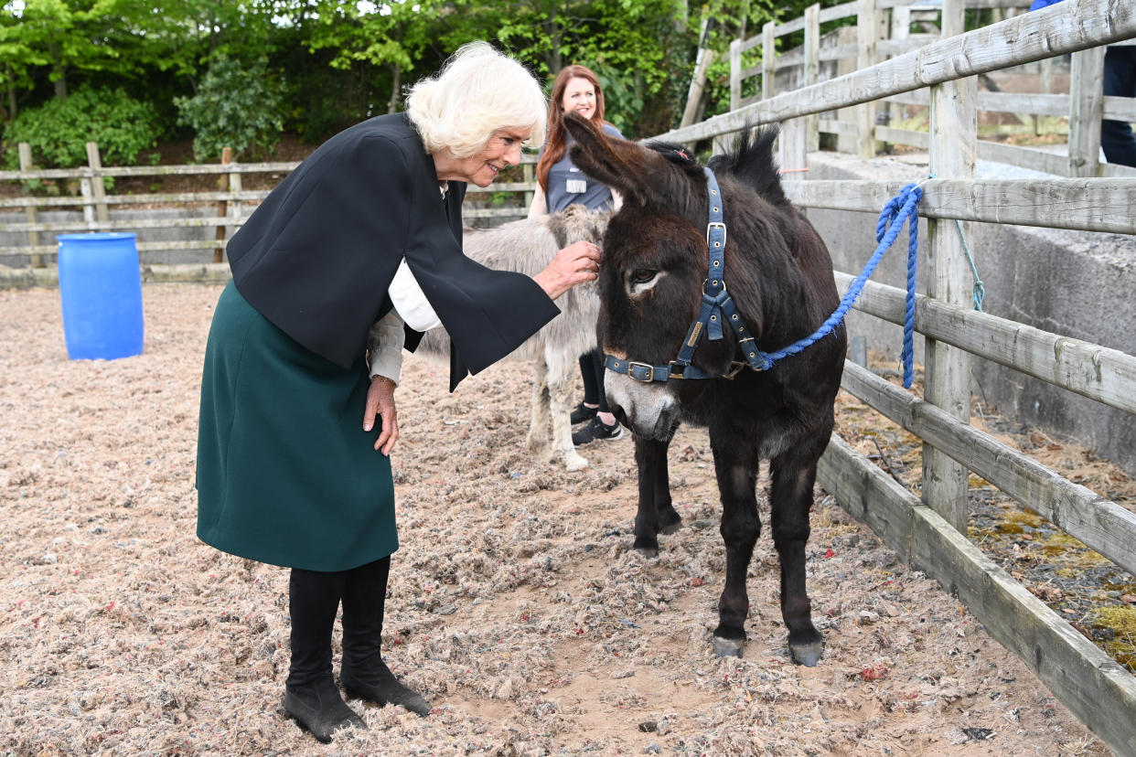 COMBER, NORTHERN IRELAND - MAY 19: Camilla, Duchess of Cornwall strokes a donkey as she visits Horses for People on May 19, 2021 in Comber, Northern Ireland. (Photo by Tim Rooke - Pool/Getty Images)