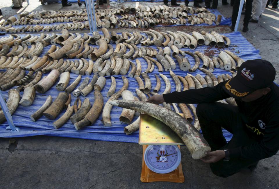 A customs officer weighed a confiscated elephant tusk before a news conference at the Port Authority of Thailand in Bangkok