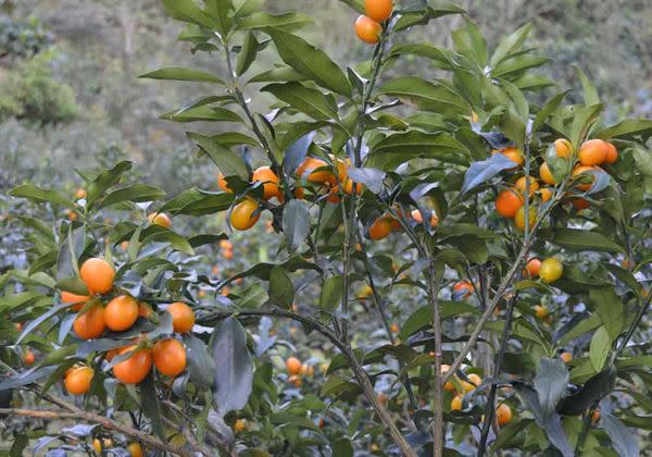 「金柑」又名「金橘」、「金桔」。在《本草綱目》的記載「其樹似橘，不甚高碩。」（圖片／農委會提供）