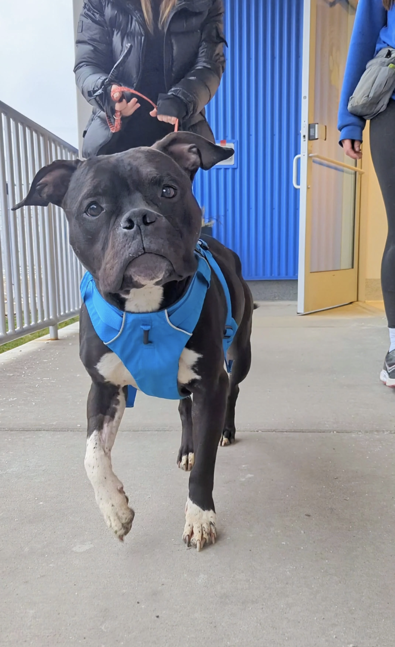 A dog in a blue harness looks at the camera while a person stands in the background