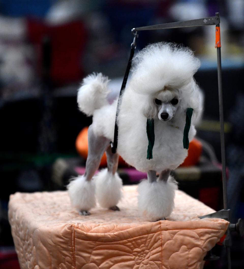 Naunette, a 1-year-old toy poodle, waits her turn on a grooming stand at the Abilene Kennel Club's annual dog show in 2021.