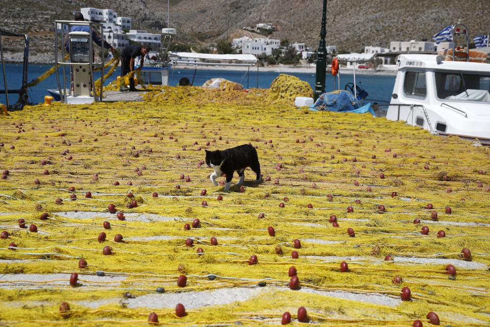 A cat walks on fishermen's nets on the Aegean Sea island of Folegandros, Greece, on Monday, May 25, 2020. Greece restarted regular ferry services to its islands Monday, and cafes and restaurants were also back open for business as the country accelerated efforts to salvage its tourism season. (AP Photo/Thanassis Stavrakis)