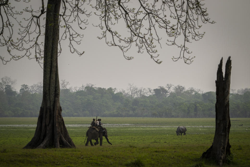 Forest officers and enumerators ride an elephant to count one-horned Rhinoceros' during a rhino census in Kaziranga national park, in the northeastern state of Assam, India, Sunday, March 27, 2022. Nearly 400 men using 50 domesticated elephants and drones scanned the park’s 500 square kilometers (190 square miles) territory in March and found the rhinos' numbers increased more than 12%, neutralizing a severe threat to the animals from poaching gangs and monsoon flooding. (AP Photo/Anupam Nath)