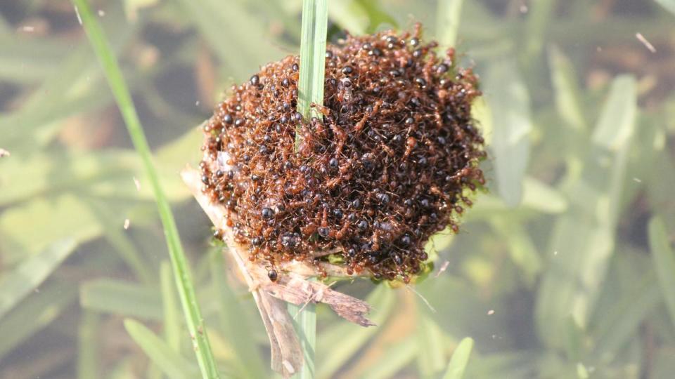 Red fire ant raft pic