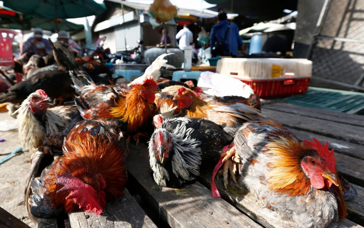 Chickens are displayed at a market in Phnom Penh, Cambodia - KITH SEREY/EPA-EFE/Shutterstock