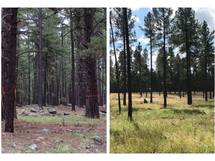 Two pieces of forest land near Flagstaff show what the area looked life before thinning (left) and after.