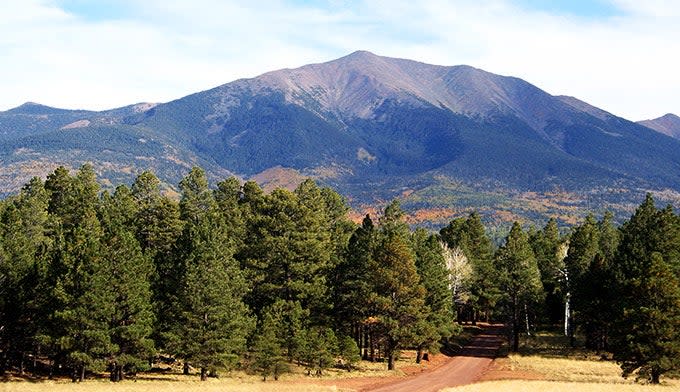 A road through Arizona's ponderosa pine forest beckons travelers up toward the aspen covered slopes of the San Francisco Peaks.