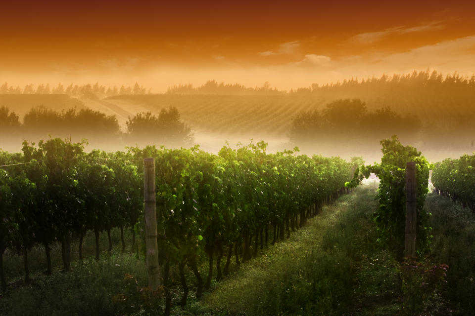 Los viñedos de Uruguay ofrecen unos de los paisajes más inolvidables. Foto: Getty Images