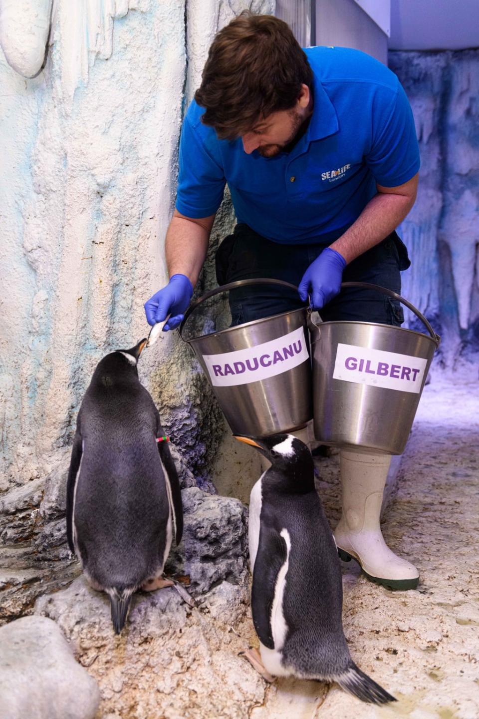 Gentoo penguin chicks named after Emma Raducanu and Professor Dame Sarah Gilbert