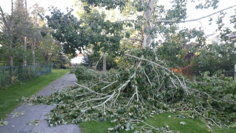 September snow tree repair costs could require dip into city savings