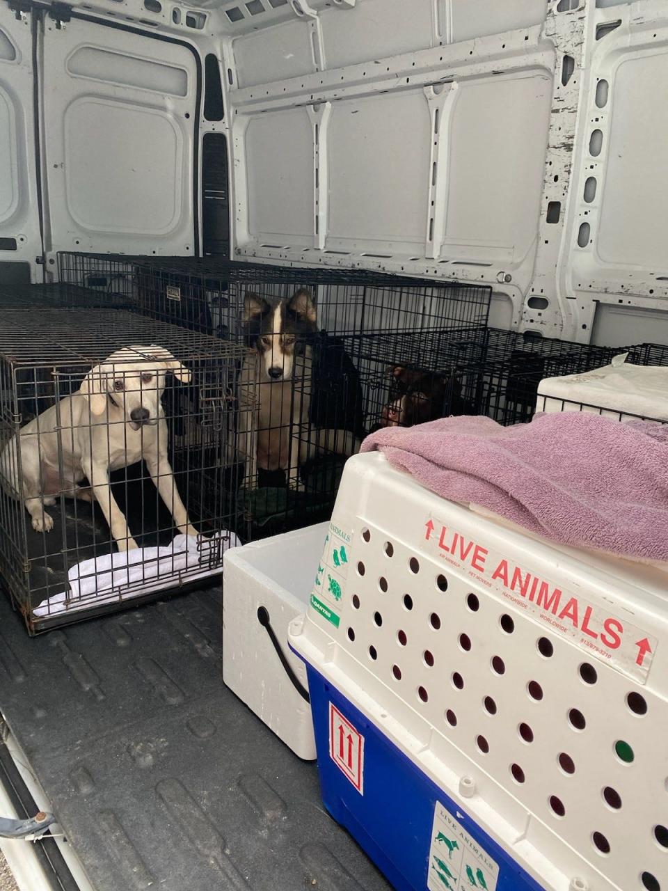 Local animal shelter Nate’s Honor Animal Rescue is sheltering 20 animals from Gilchrist County where they would have been outdoors in the path of Hurricane Idalia.