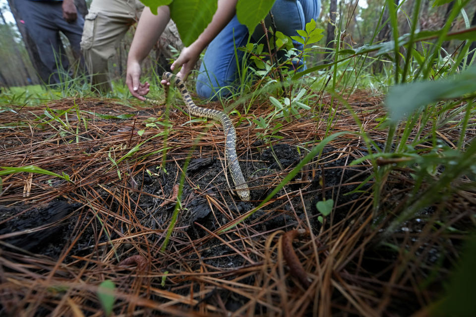 A Louisiana pine snake, which are a threatened species, slithers into a Baird's pocket gopher hole, which is their natural habitat, during a release of several of about 100 of the snakes, in Kisatchie National Forest, La., Friday, May 5, 2023. (AP Photo/Gerald Herbert)