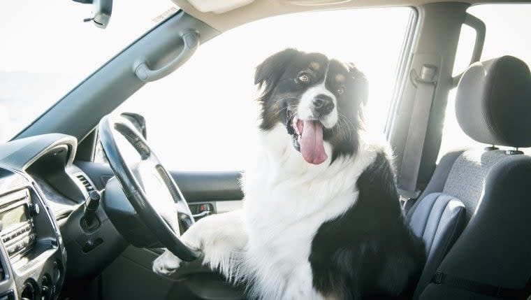 Border Collie Drives Jeep Into Parked Car