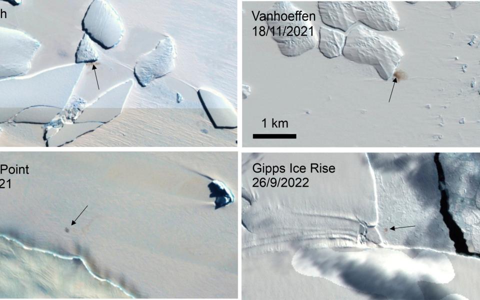 This combination of satellite images provided by the E.U.'s Copernicus program via the British Antarctic Survey in January 2024 shows four new emperor penguin colony sites in Antarctica.