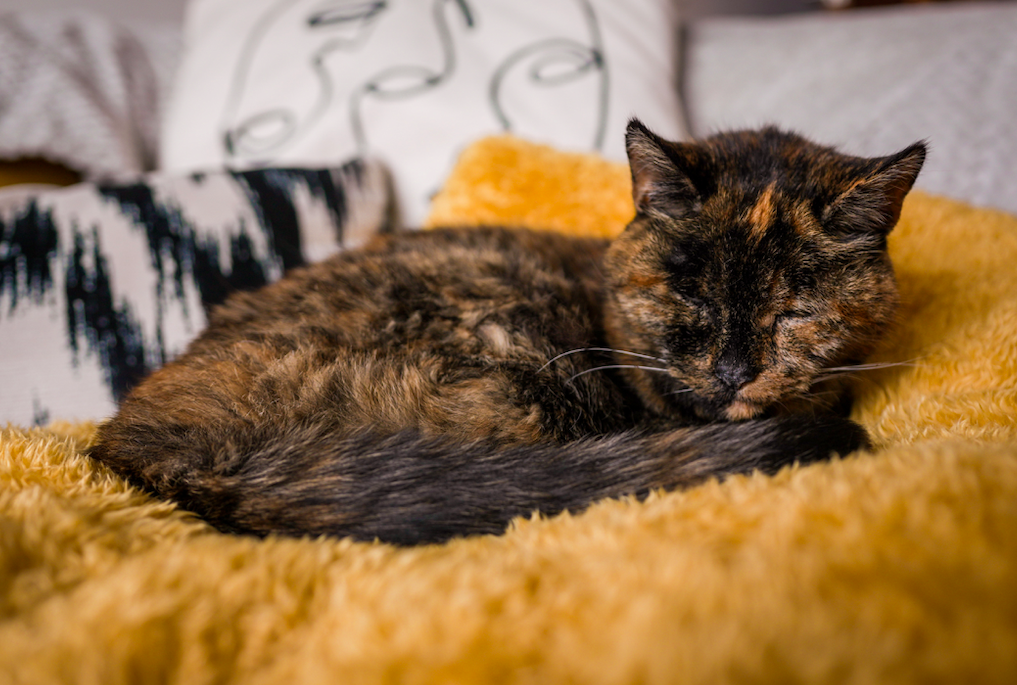 Flossie has been recognised as the world’s oldest living cat by Guinness World Records. (Cats Protection/Guinness World Records)