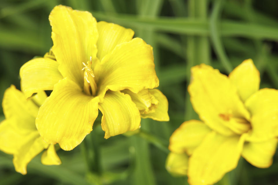 This image provided by Monrovia Nursery Co. shows See You Tomorrow daylilies in bloom. (Monrovia Nursery Co. via AP)