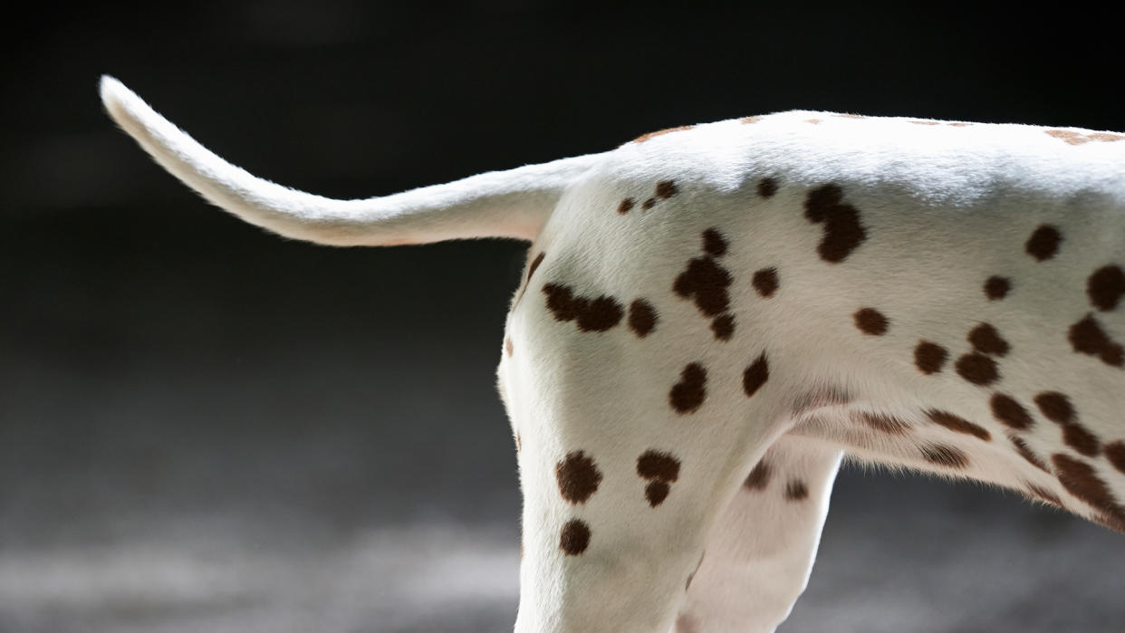  The back legs and tail of a Dalmation. 